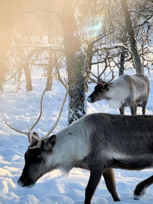 Leilighet Arctic Retreat - Lovely Next To Amazing Nature *