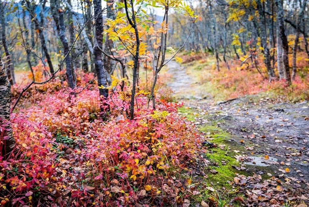 Arctic Retreat - Lovely Next To Amazing Nature Lejlighed